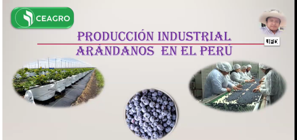 Producción Industrial de los Arándanos